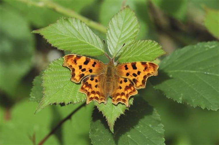 This undated handout photo provided by the Butterfly Conservation shows a Comma butterfly. A new study in Science shows that species across the world are moving further away from the equator and higher in elevation and doing so faster than before because of global warming. This is a photograph of a comma butterfly, which has moved north 135 miles in just 21 years in Great Britain. (AP Photo/Butterfly Conservation, Jim Asher)